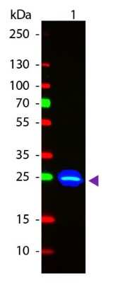 Western Blot Detection of GFP Using FITC Conjugated Antibody